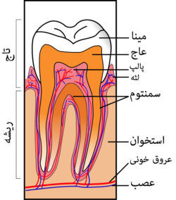 ساختمان دندان و بخش های مختلف دندان